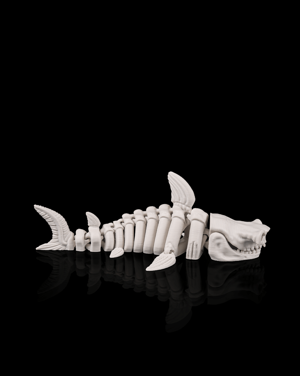 Skeleton Shark