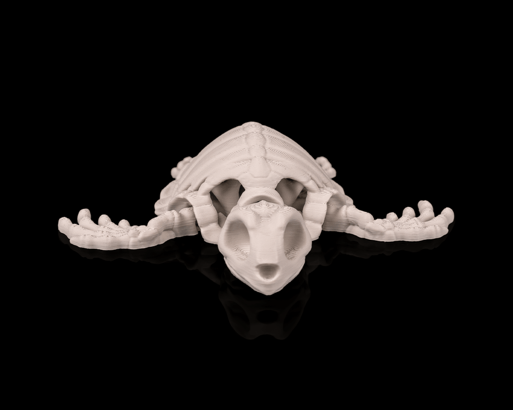 Skeleton Turtle